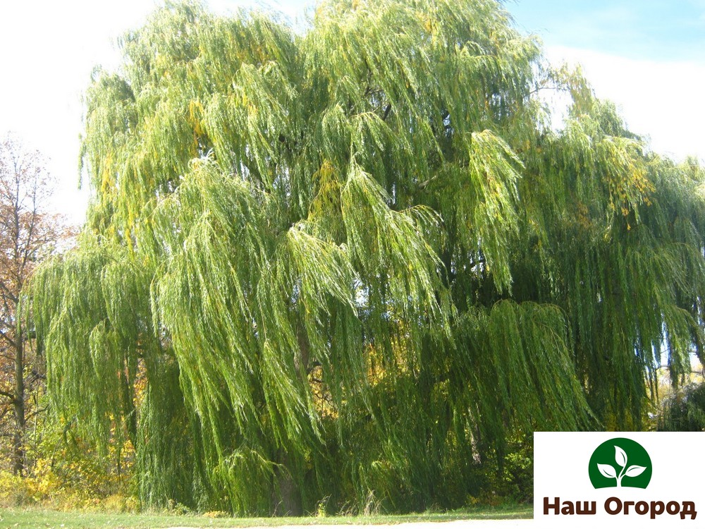 Willow Tristis or weeping willow.