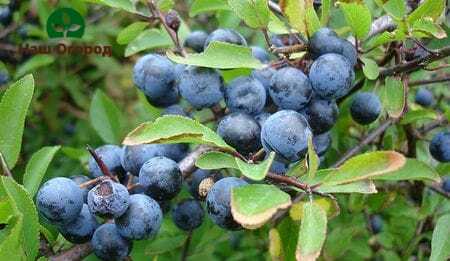 Thorn berries will help cure many diseases due to their high content of vitamin P