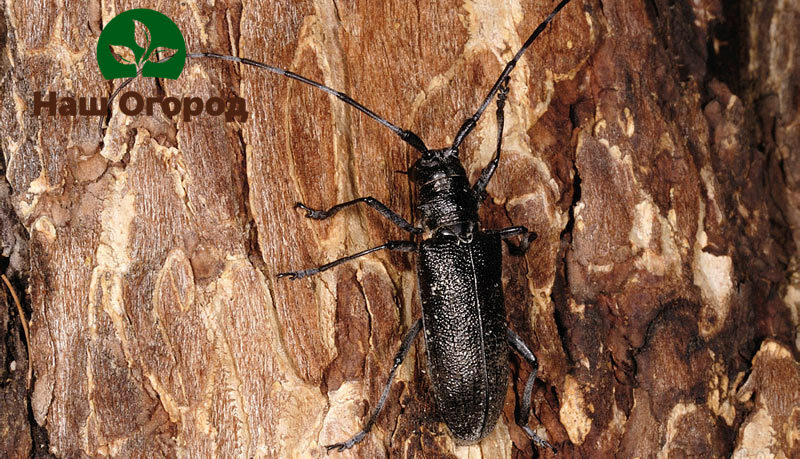 Even one bark beetle is capable of causing significant damage to the bark of an apple tree
