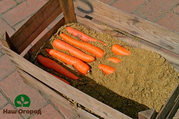 Opbevaring af gulerødder i tørt sand
