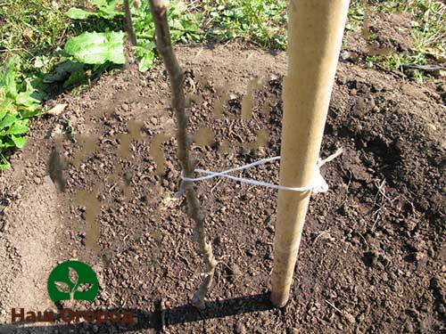 Planting an apple tree seedling with a peg