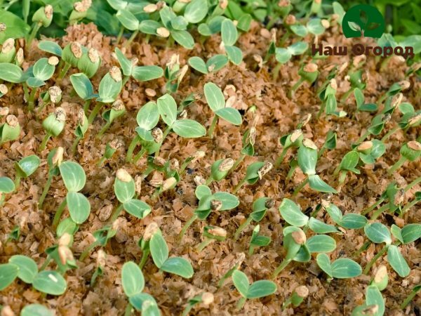 Piliny pomôžu chrániť mladé uhorky pred suchom