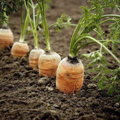 как да засадите моркови