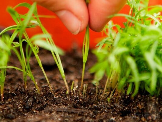 Как да засадите моркови
