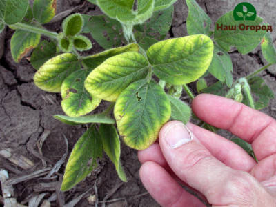 Дефицитът на калий в растението е придружен от пожълтяване и отслабване на листата.