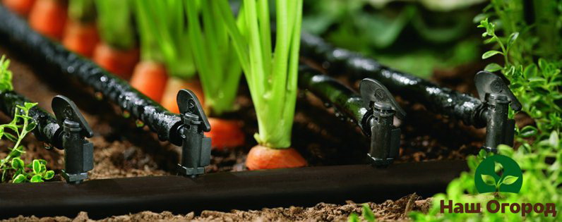 podmienky pre pestovanie mrkvy