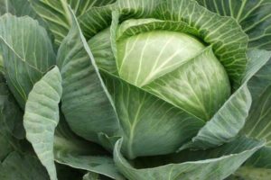 cabbage photo