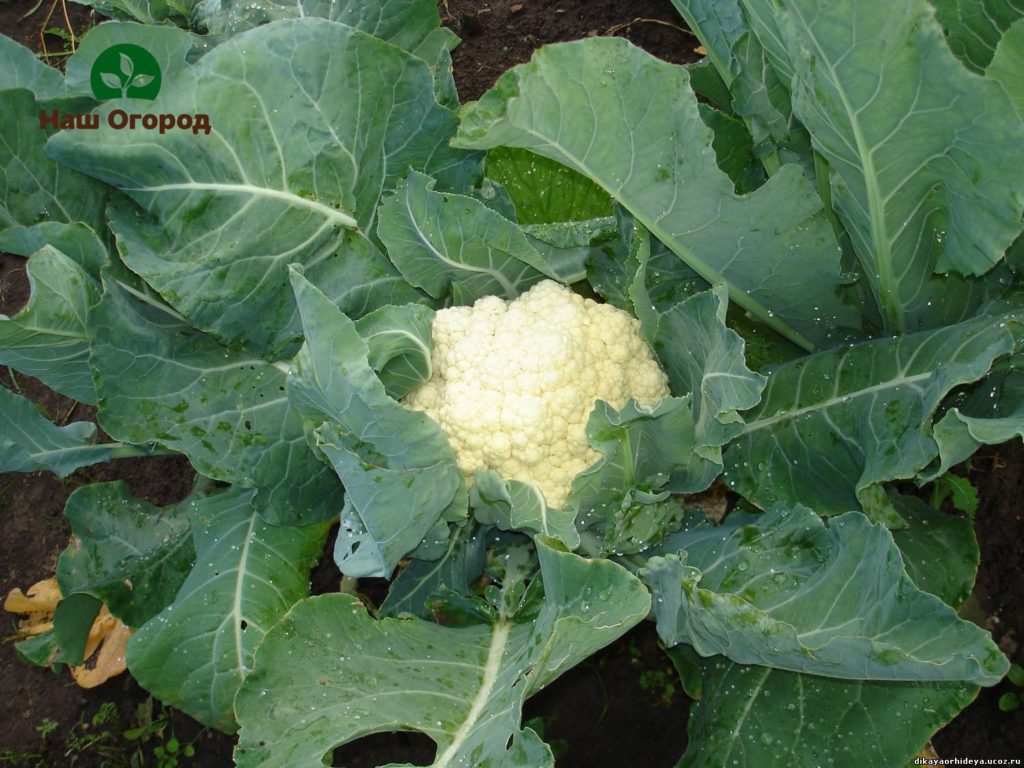 Blumenkohl im Garten