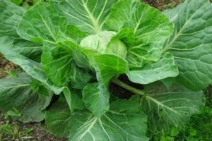 planting cabbage