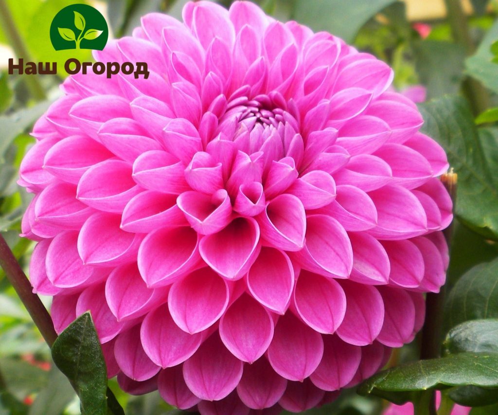 The pompom dahlia got its name from the spherical shape of the inflorescence.