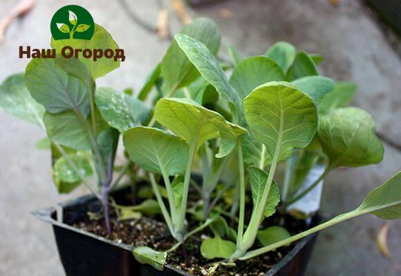 Before planting seedlings in open ground, you need to prepare them for new growing conditions.