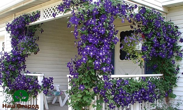 La clématite peut être une excellente décoration décorative pour une maison de campagne et d'autres bâtiments de jardin.