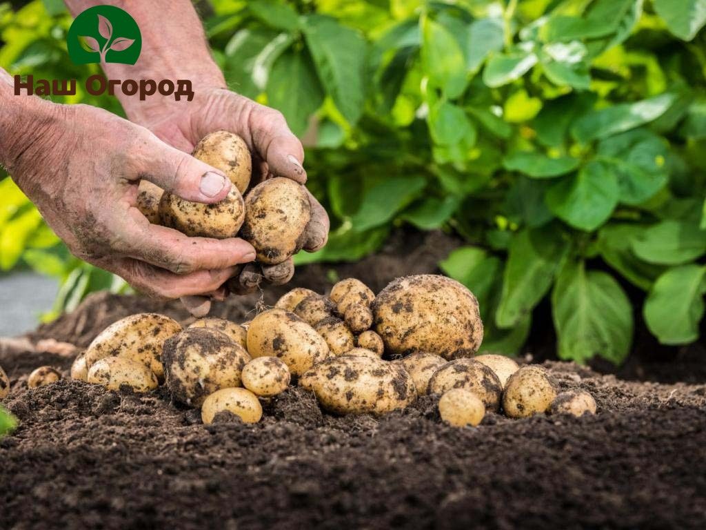 Preparing potatoes for planting. For sowing, it is undesirable to choose too small potatoes