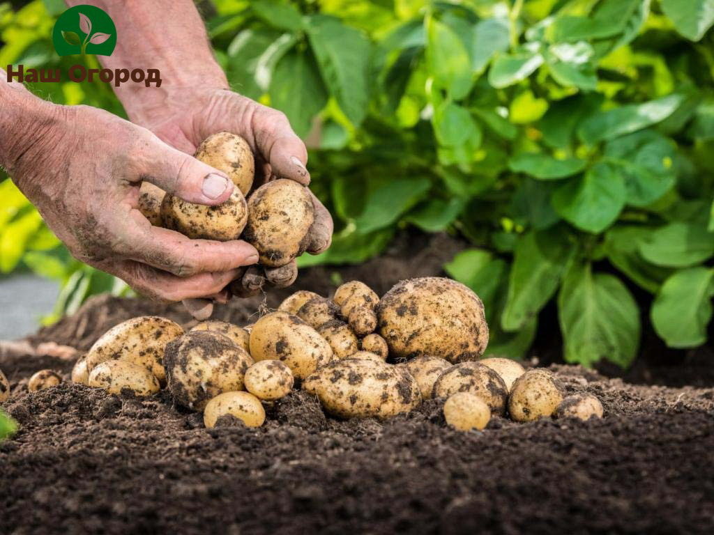 The selection of potato tubers should be done very carefully.