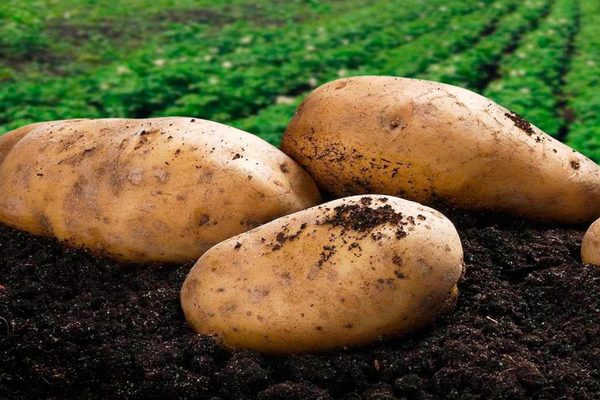Préparation Commodore pour la transformation des pommes de terre