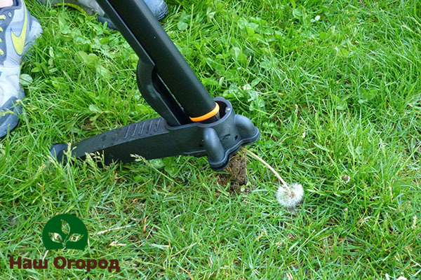 Root remover - a garden tool adapted to remove the roots of weeds, including dandelions