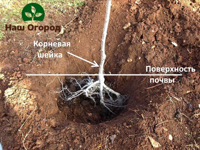 При изкопаване на дупка за засаждане на овощно дърво е необходимо да се вземе предвид колко силно може да се развие кореновата система на дървото.
