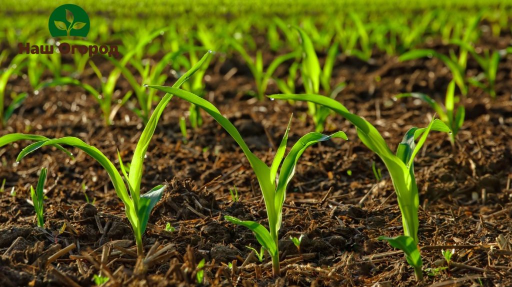 To fertilize plants, it is allowed to use exclusively processed manure.