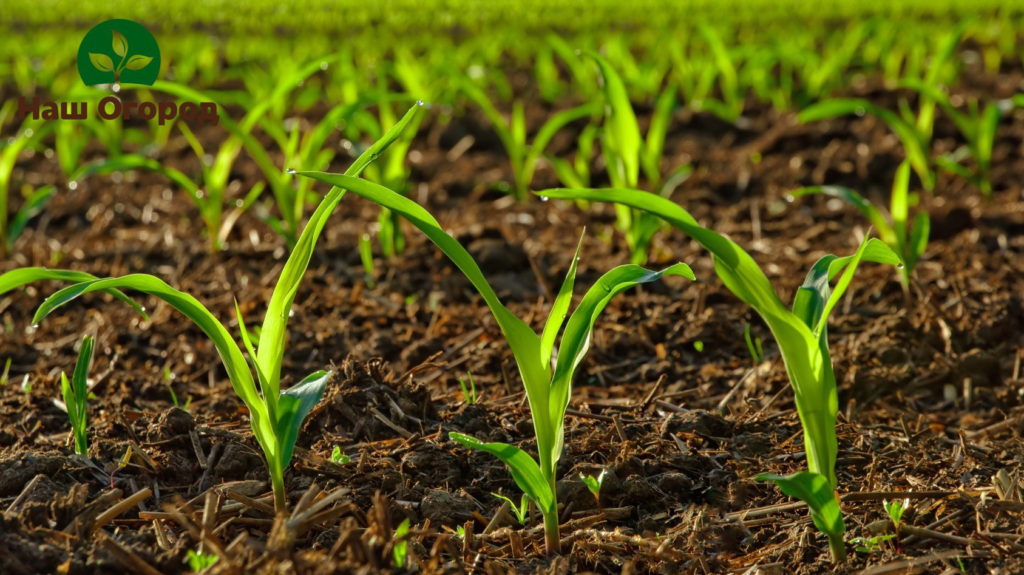 Terreno fertilizzato con sterco di vacca