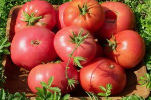 large-fruited varieties of tomatoes
