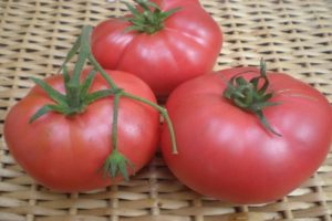 didelių vaisių pomidorų nuotrauka