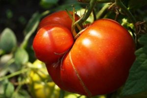 Large-fruited tomatoes