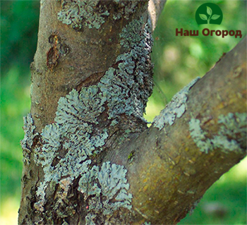 It is necessary to get rid of lichen on the trunks of fruit trees