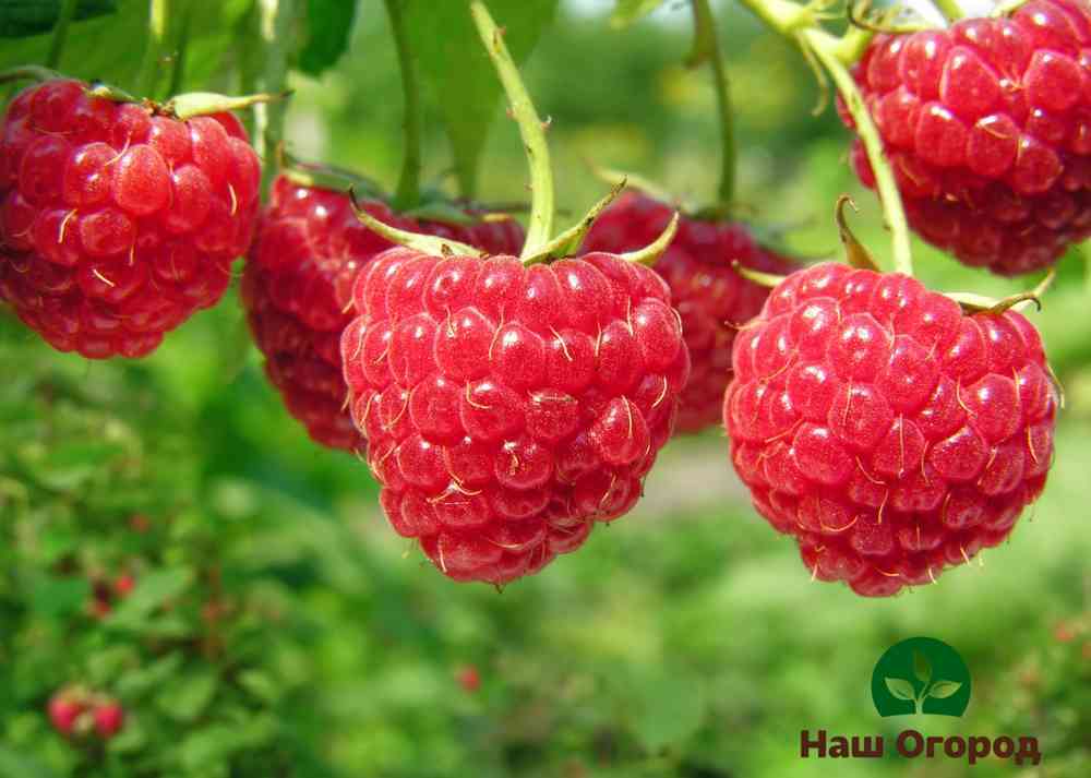 Popular among gardeners raspberries News Kuzmina