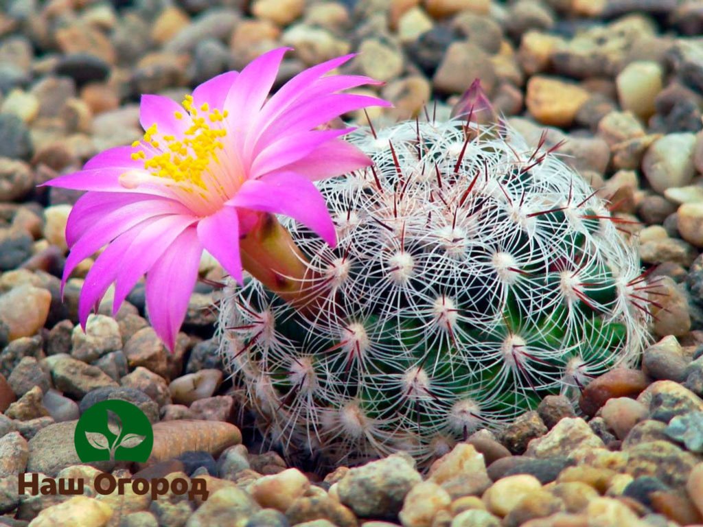 Mammillaria is a variety that has the shape of a ball.