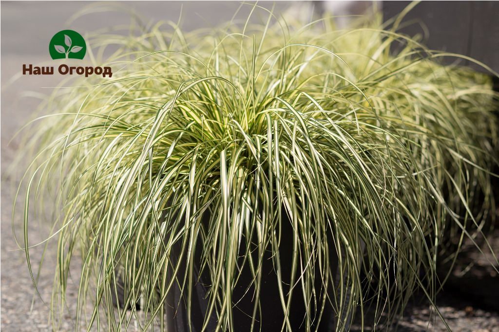 Mannik large Variegata is a spectacular, refined and elegant plant.
