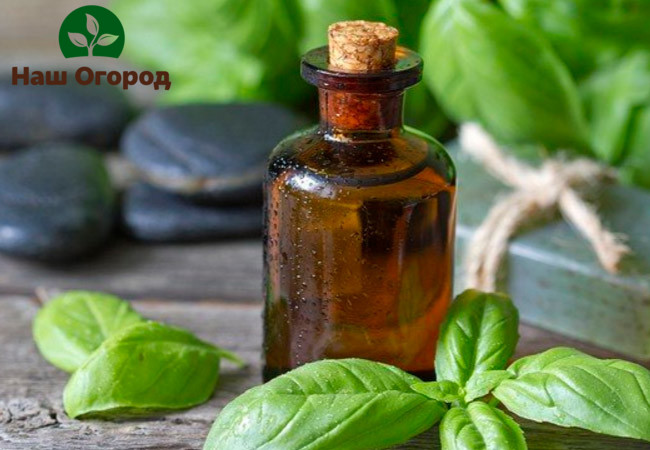 Basil essential oil can effectively and quickly relieve inflammation