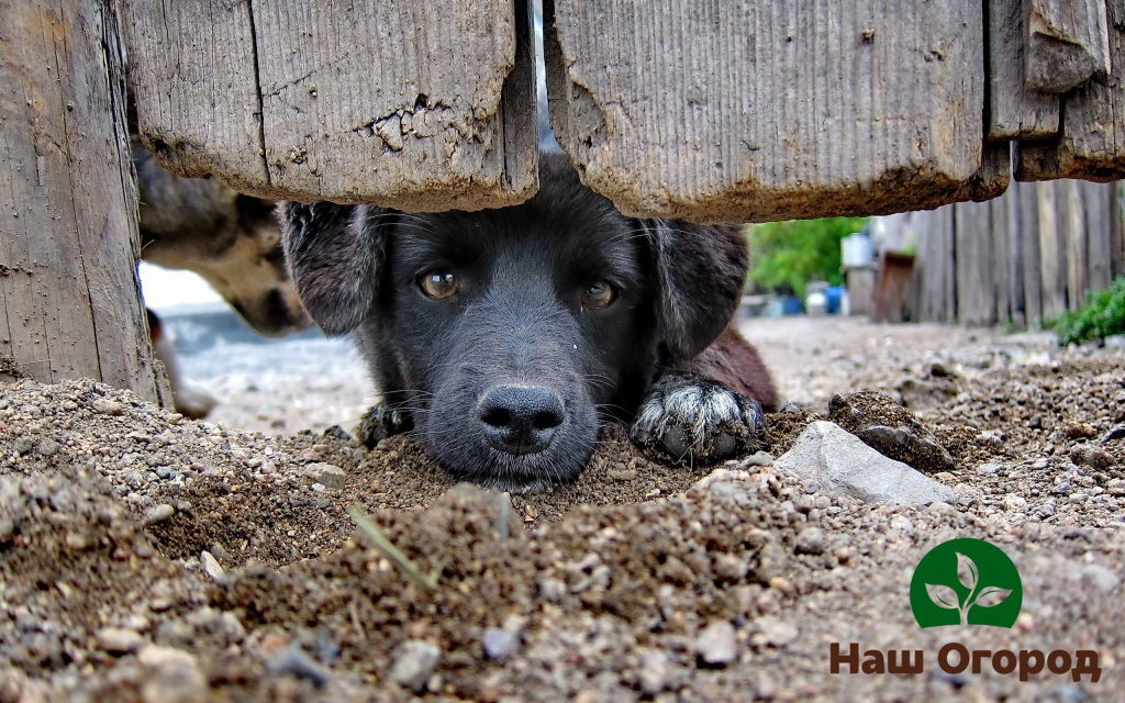 Gennem store huller i hegnet kan hunden let komme uden for stedets område