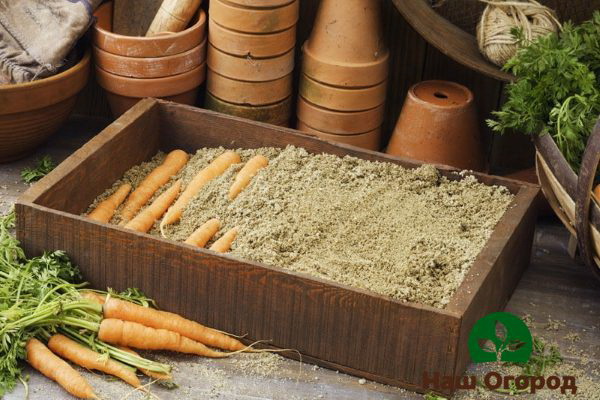 Sand box for storing carrots