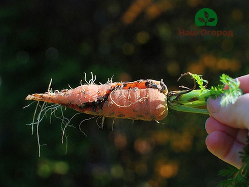 Gjødsel for å plante gulrøtter bør påføres forsiktig.
