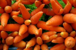 høsting av gulrøtter
