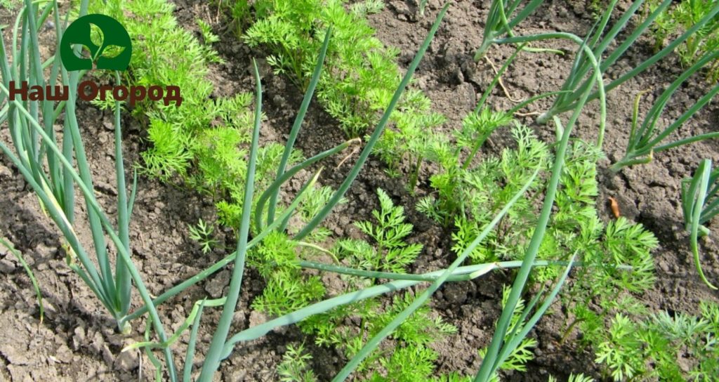 Å dyrke løk og gulrøtter i samme hage er ikke bare en god løsning. Disse to avlingene kan hjelpe hverandre i skadedyrsbekjempelse.