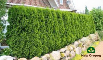 Juniper hedge in the garden