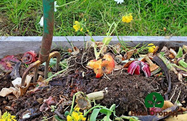 Fruits and vegetables for compost must be natural and healthy