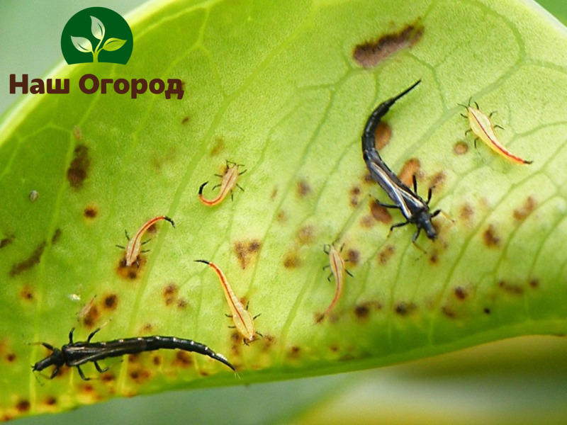 Thrips, like whiteflies, are located mainly on the inside of the leaf, which makes it difficult to detect them in the garden