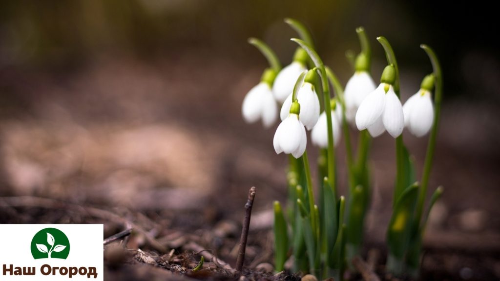 Snowdrop is considered to be the first spring flower.
