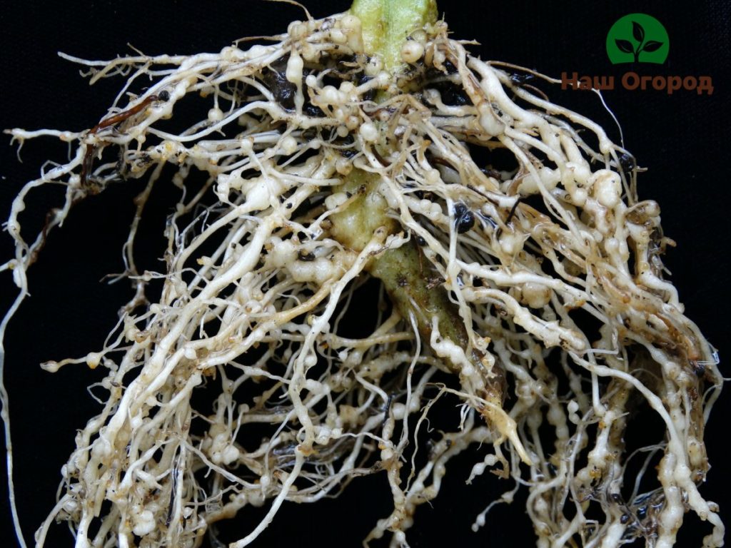 Root nematode - a dangerous disease of the hoya root system