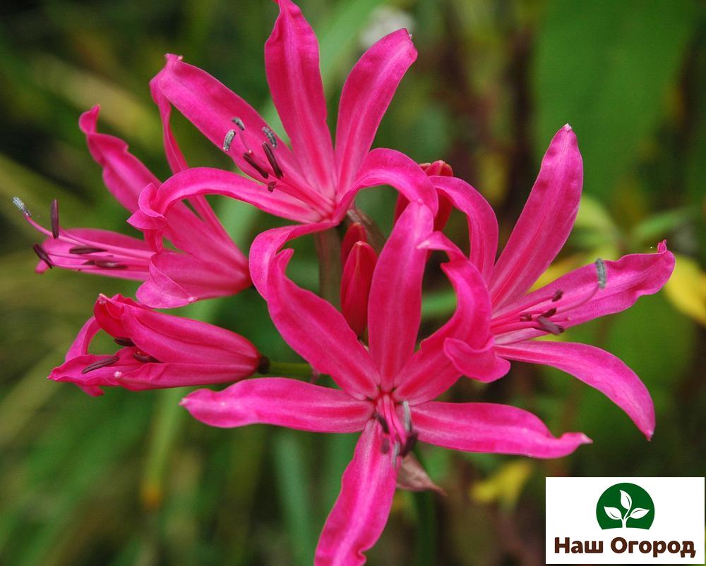 цветни луковици Лили паяк е ефектно растение, което ще бъде прекрасна декорация за вашата градина.