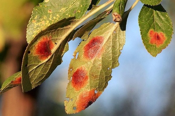 plum disease