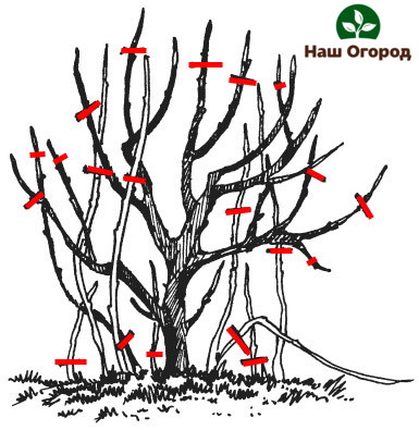 Un schéma approximatif pour la taille d'un buisson de cassis