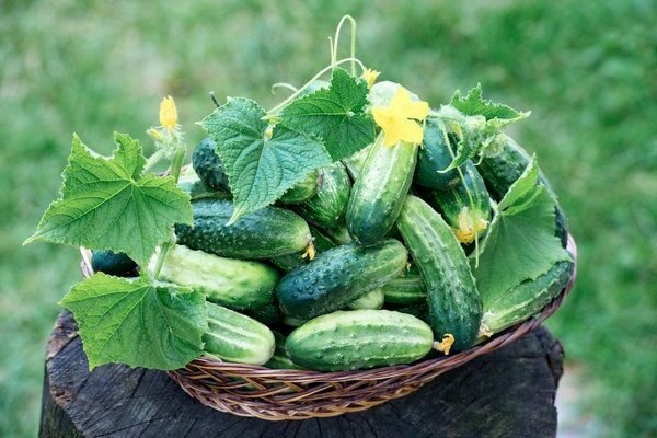 cucumbers gherkins