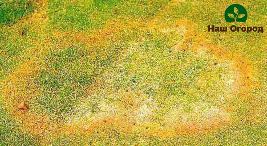 يتحول لون العشب الذي يشكل دوائر الساحرات إلى اللون الأصفر ويذبل بسرعة