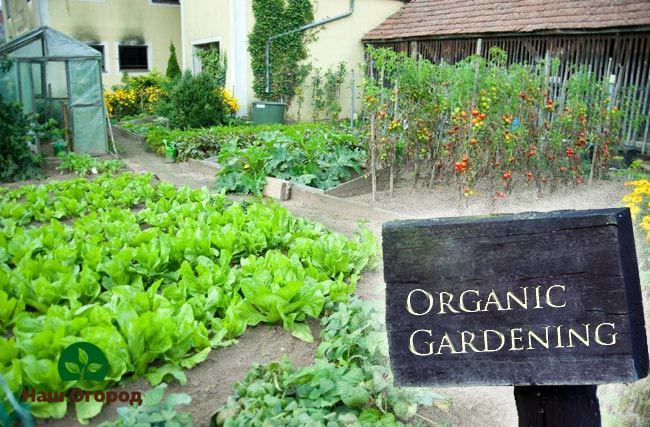 Berkebun organik boleh digambarkan sebagai tumbuh-tumbuhan yang tumbuh selaras dengan alam semula jadi.
