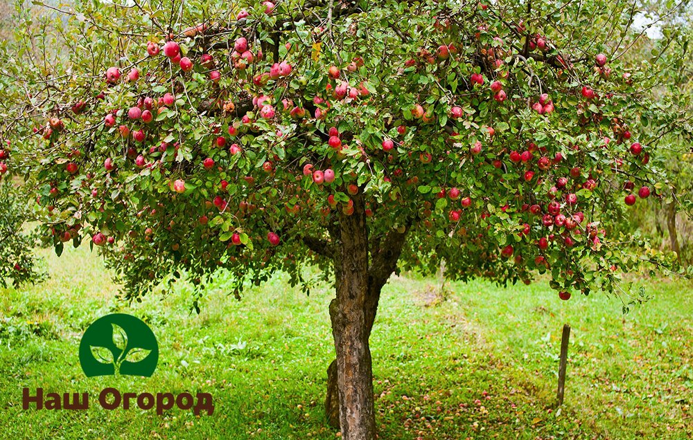 Large fruit trees require more maintenance.