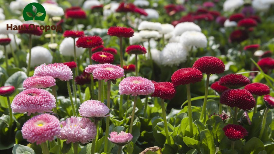 Tusenfryd er ikke bare vakre blomster i hagen din. De kan også være til nytte for kroppen din.
