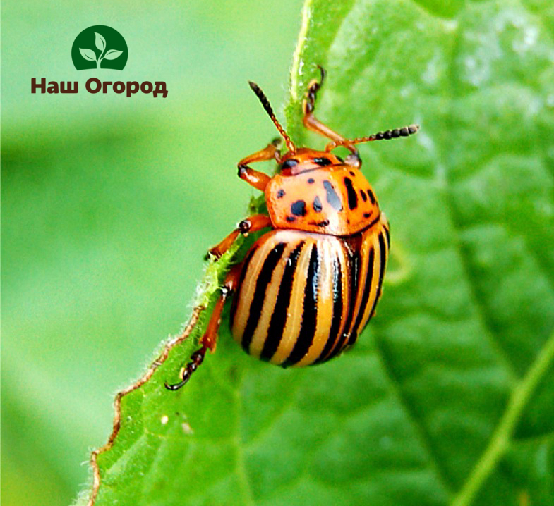 We bring out the Colorado potato beetle.
